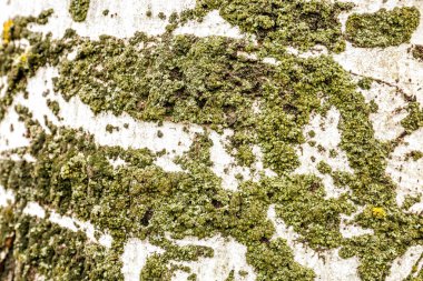 Ağaç, closeup kabuğu