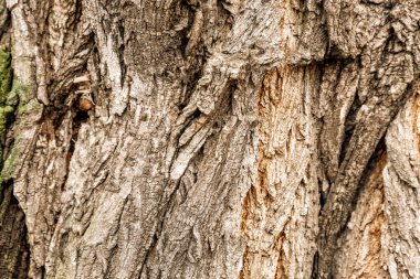 Ağaç, closeup kabuğu