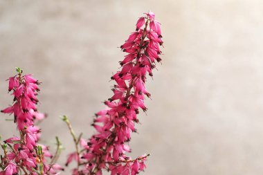 Açık renkli, tatlı çiçekler ile güzel bitki