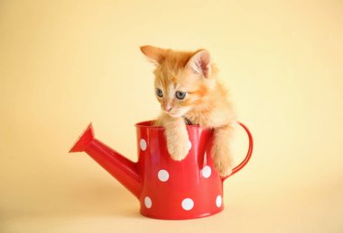 Sulama olabilir renk arka plan üzerinde de komik kedi