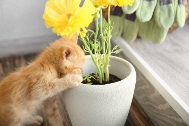 Komik meraklı yavru kedi ile houseplant kapalı