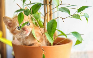 Houseplant kapalı ile tencerede komik yavru kedi