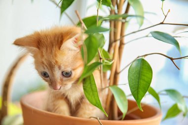 Houseplant kapalı ile tencerede komik yavru kedi