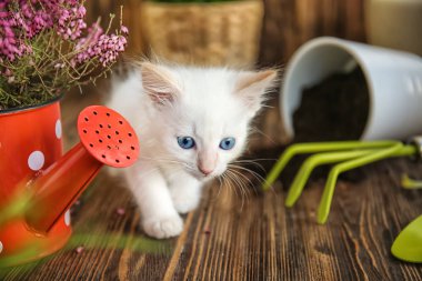 Funny kitten with houseplant and gardening tools indoors clipart
