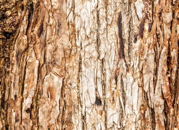 Кора Дерева Крупный План — стоковое фото