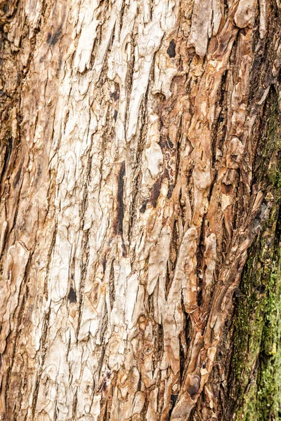 Corteza Árbol Primer Plano — Foto de Stock