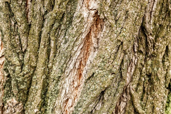 Corteza Árbol Primer Plano — Foto de Stock