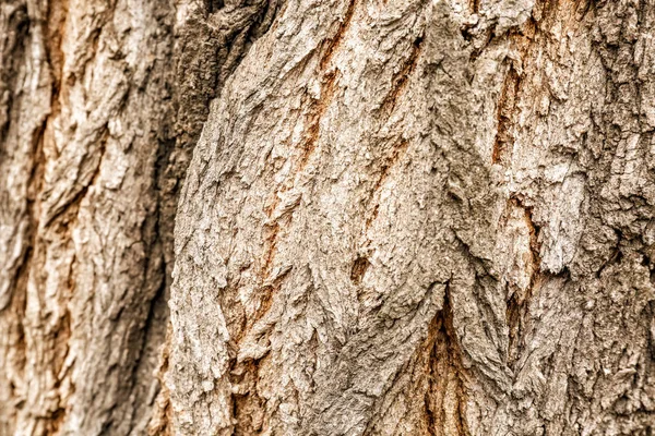 Corteza Árbol Primer Plano — Foto de Stock