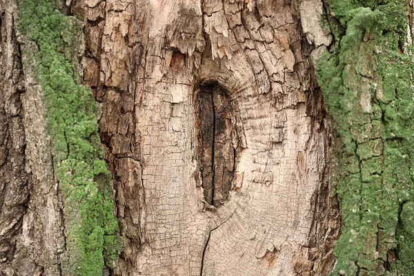 Ağaç Closeup Kabuğu — Stok fotoğraf