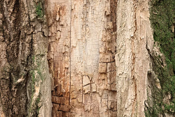 Casca Árvore Close — Fotografia de Stock
