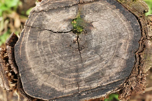 Корешок Дерева Качестве Фона — стоковое фото