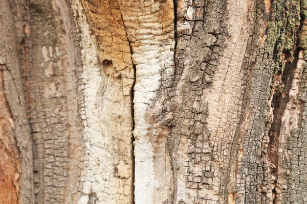 Φλοιό Του Δέντρου Κοντινό Πλάνο — Φωτογραφία Αρχείου