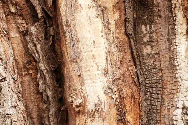 Corteza Árbol Primer Plano — Foto de Stock