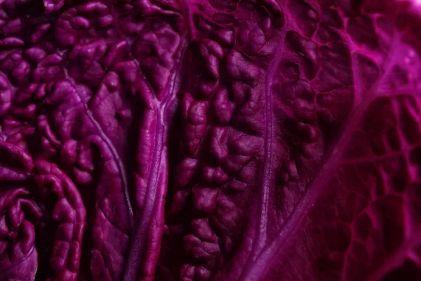 新鮮な紫キャベツ クローズ アップの質感 — ストック写真