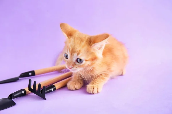 Funny kitten with garden tools on color background