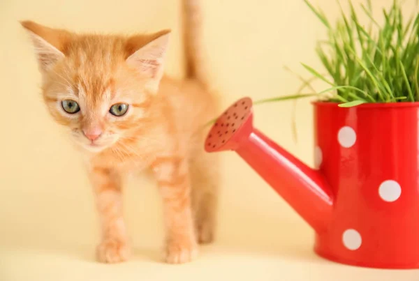 Funny Kitten Plant Watering Can Color Background — Stock Photo, Image