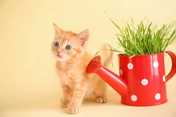 Funny Kitten Plant Watering Can Color Background — Stock Photo, Image