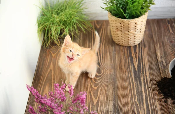 Funny Kitten Houseplants Indoors — Stock Photo, Image