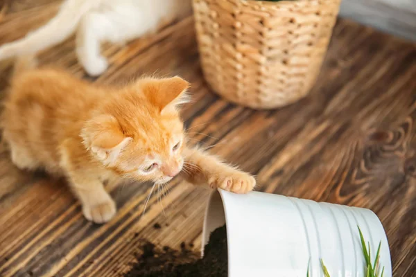 Funny Kitten Overturned Pot Soil Indoors — Stock Photo, Image