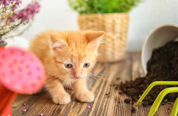 Funny Kitten Overturned Pot Soil Gardening Tools Indoors — Stock Photo, Image