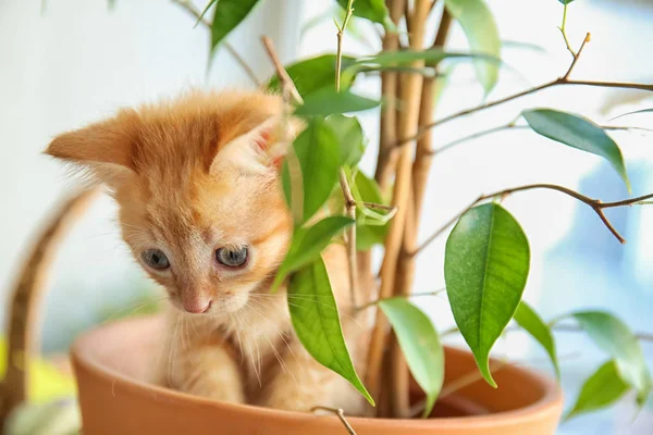 Funny Kitten Pot Houseplant Indoors — Stock Photo, Image