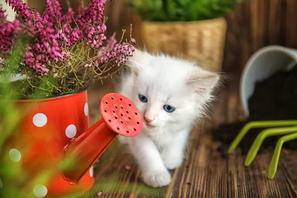 Funny Kitten Houseplant Gardening Tools Indoors — Stock Photo, Image