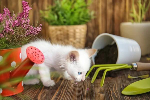Funny Kitten Garden Tools Indoors — Stock Photo, Image