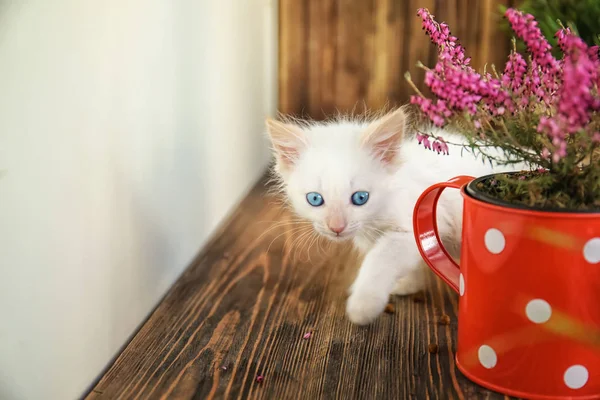 Funny Kitten Houseplant Indoors — Stock Photo, Image