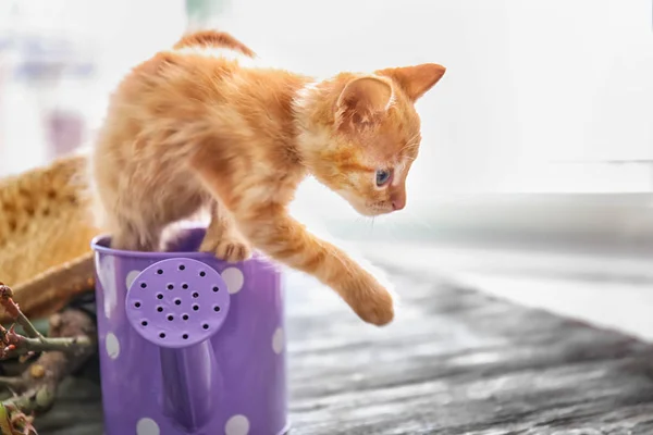 Funny Kitten Watering Can Indoors — Stock Photo, Image