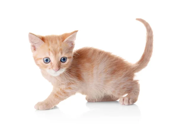 Beyaz Arka Plan Üzerinde Komik Küçük Yavru Kedi — Stok fotoğraf