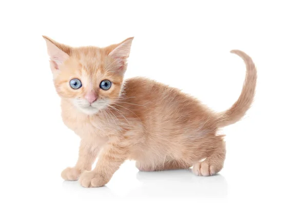 Grappige Kleine Kitten Witte Achtergrond — Stockfoto