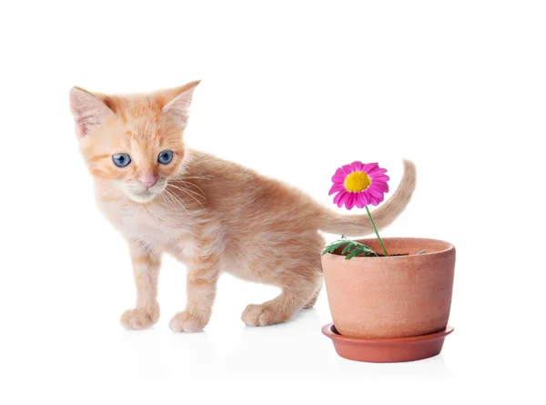 Funny Kitten Houseplant White Background — Stock Photo, Image