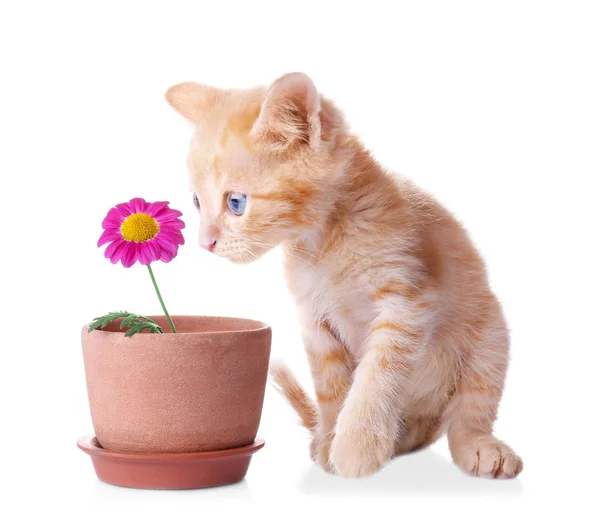 Funny Kitten Houseplant White Background — Stock Photo, Image