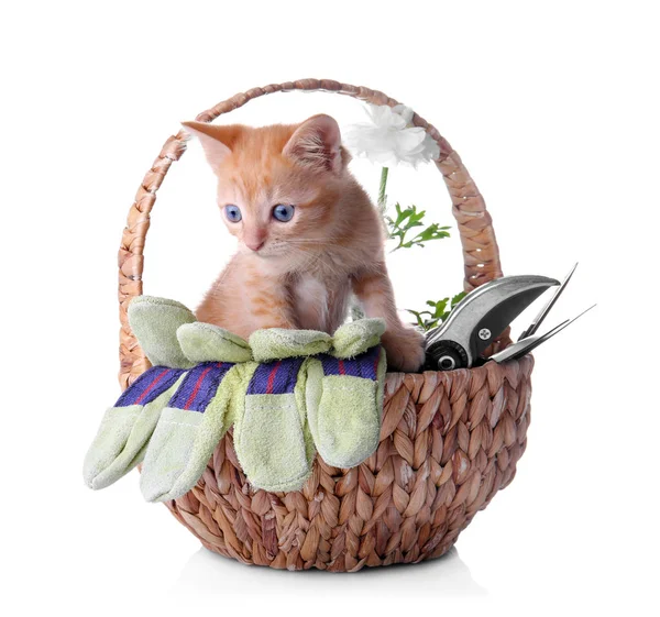 Funny Kitten Wicker Basket Garden Tools White Background — Stock Photo, Image
