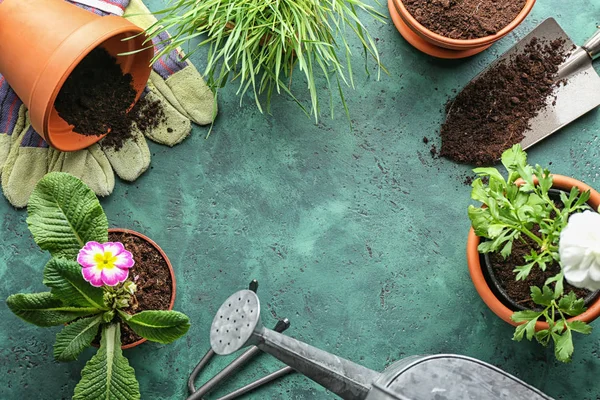 彩色纹理背景下盆栽植物和园艺工具的框架 — 图库照片