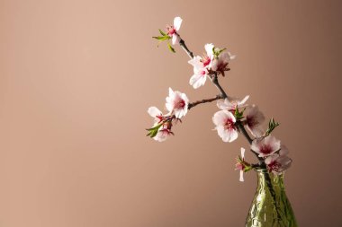 Renk arkaplanında çiçek açan güzel bir vazo