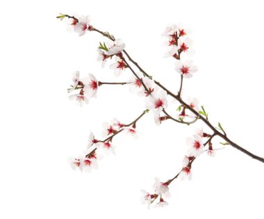 Beyaz arkaplanda çiçek açan güzel bir dal