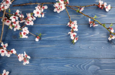 Ahşap arka planda çiçek açan güzel dallar.