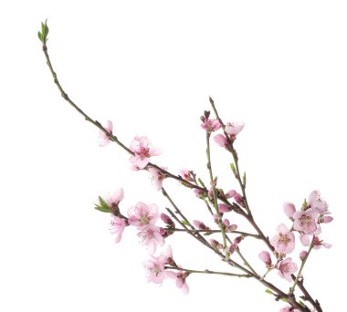 Beyaz arka planda çiçek açan güzel dallar