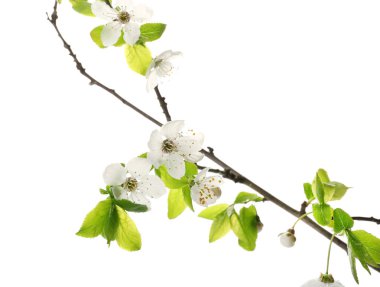 Beyaz arka planda çiçek açan güzel dallar