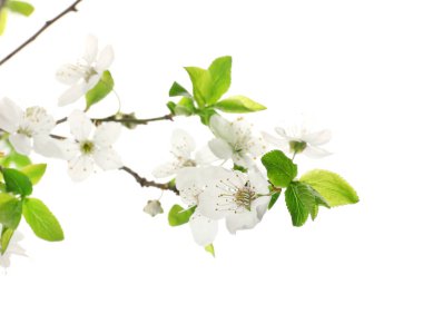 Beyaz arka planda çiçek açan güzel dallar