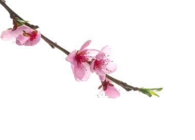 Beyaz arka plan üzerinde güzel çiçek çiçek şube