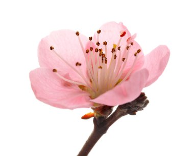 Beyaz arka planda, closeup güzel çiçek açan çiçek