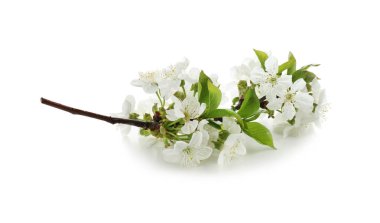 Beyaz arkaplanda çiçek açan güzel bir dal