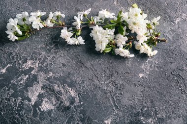 Gri dokulu arka plan üzerinde güzel çiçek şube