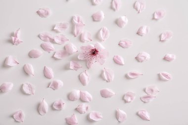 Güzel çiçek ve yaprakları beyaz arka plan üzerinde