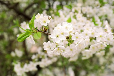 Güzel çiçek açması ağaç açık havada