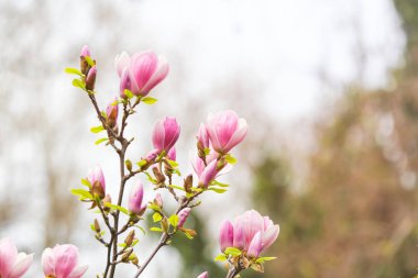 Güzel çiçek açması ağaç açık havada