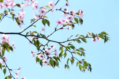 Güzel çiçek açması ağacın gökyüzü arka plan üzerinde