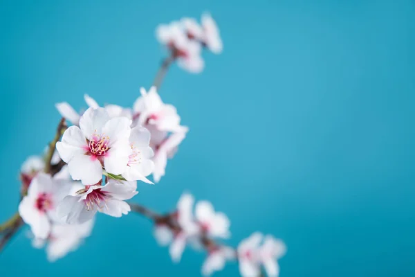 Beautiful Blossoming Branch Color Background — Stock Photo, Image